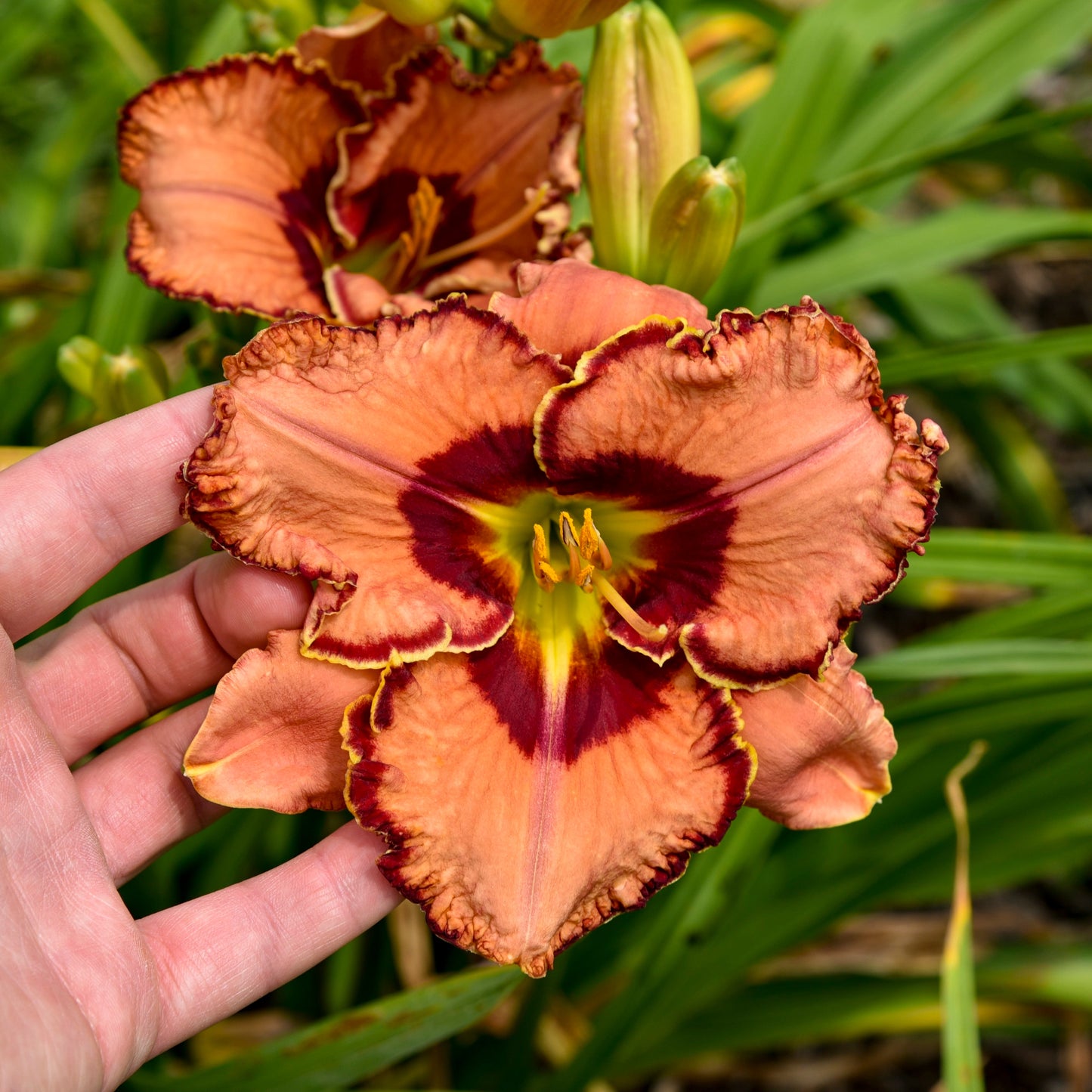 Rainbow Rhythm® 'Fearfully and Wonderfully Made' Daylily (Hemerocallis)