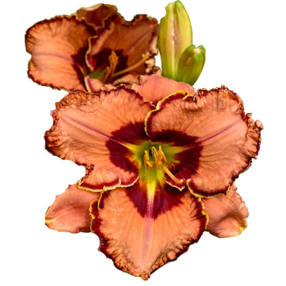 Rainbow Rhythm® 'Fearfully and Wonderfully Made' Daylily (Hemerocallis)