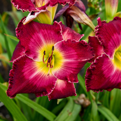 Rainbow Rhythm® 'Blood, Sweat and Tears' Daylily (Hemerocallis)