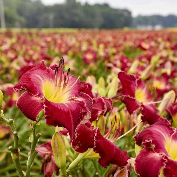 Rainbow Rhythm® 'Blood, Sweat and Tears' Daylily (Hemerocallis)
