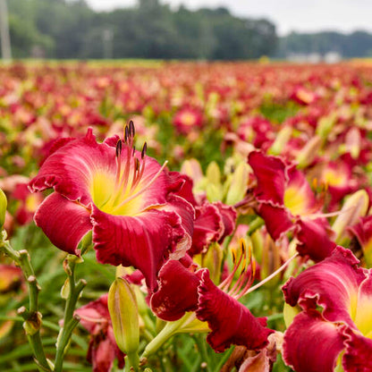 Rainbow Rhythm® 'Blood, Sweat and Tears' Daylily (Hemerocallis)