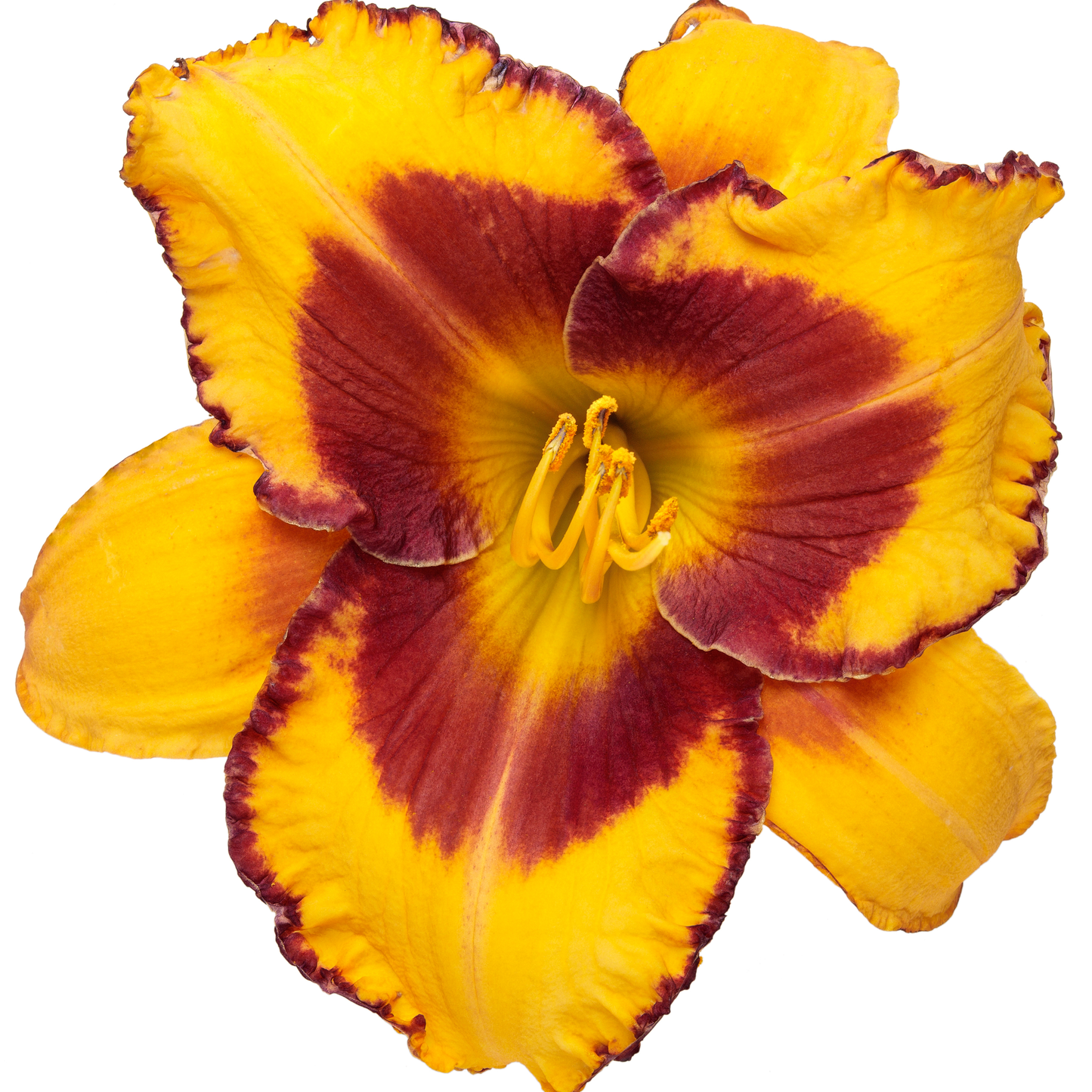 Rainbow Rhythm® 'Blazing Glory' Daylily (Hemerocallis)