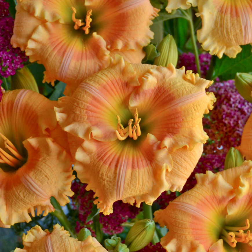 Rainbow Rhythm 'Orange Smoothie' Daylily up close.