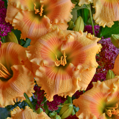 Rainbow Rhythm 'Orange Smoothie' Daylily up close.