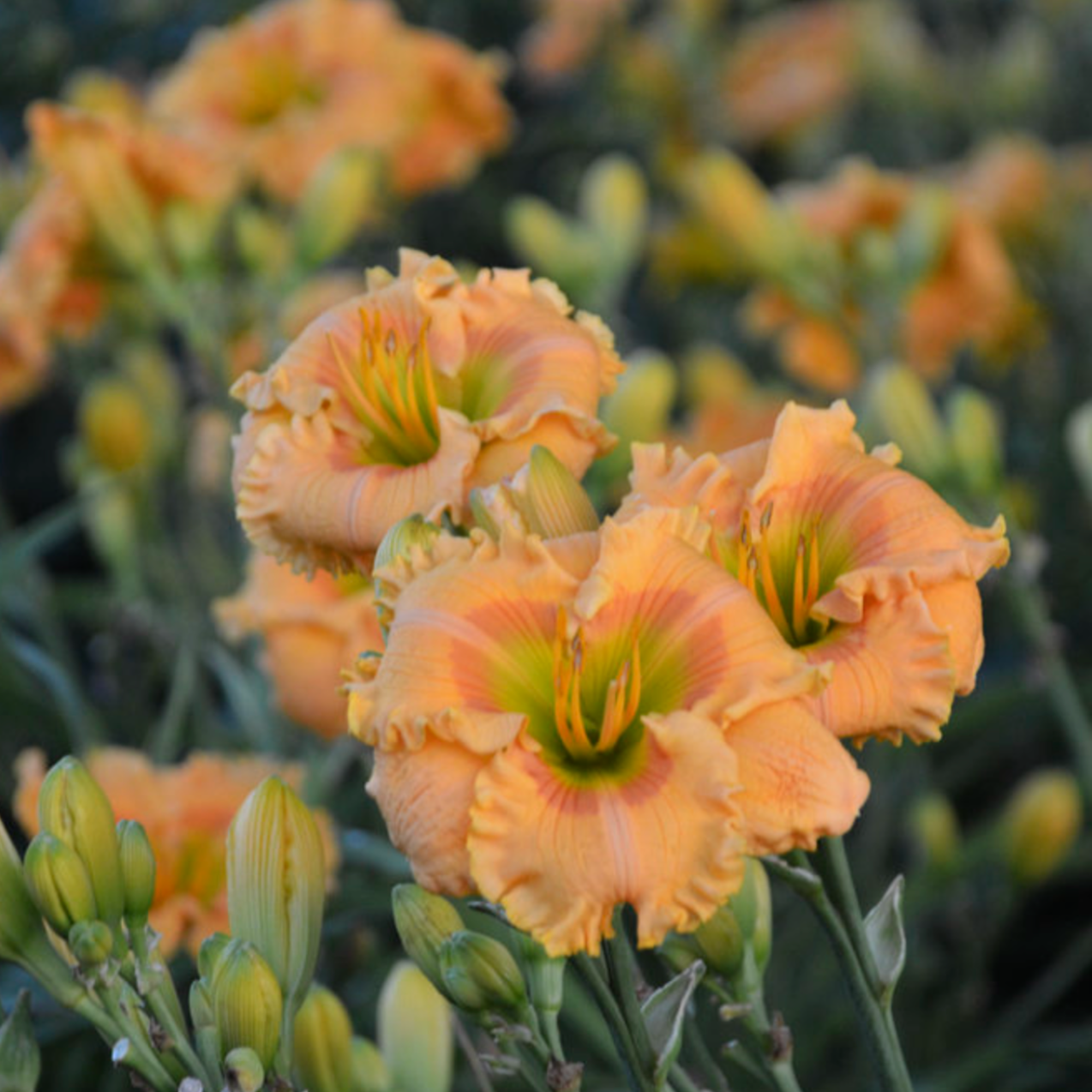 Rainbow Rhythm 'Orange Smoothie' Daylily up close.