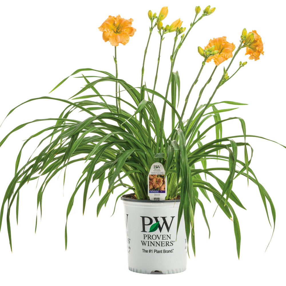 Rainbow Rhythm 'Orange Smoothie' Daylily in container.
