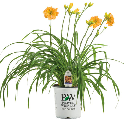 Rainbow Rhythm 'Orange Smoothie' Daylily in container.