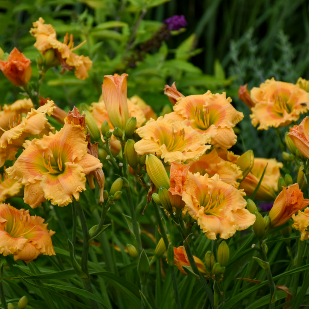 Rainbow Rhythm 'Orange Smoothie' Daylily in focus.