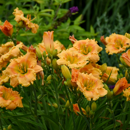 Rainbow Rhythm 'Orange Smoothie' Daylily in focus.