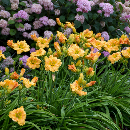Rainbow Rhythm 'Orange Smoothie' Daylily in use.