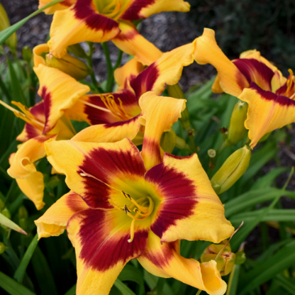 Rainbow Rhythm 'Tiger Swirl' Daylily up close.