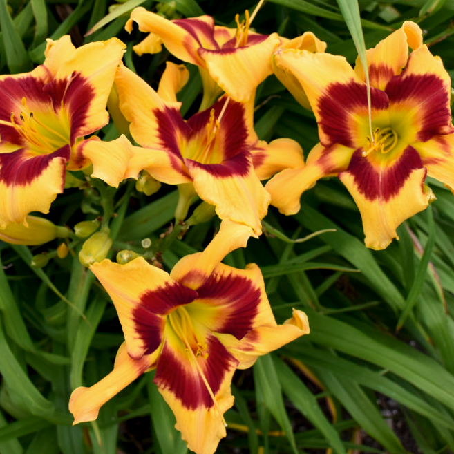 Rainbow Rhythm 'Tiger Swirl' Daylily up close.