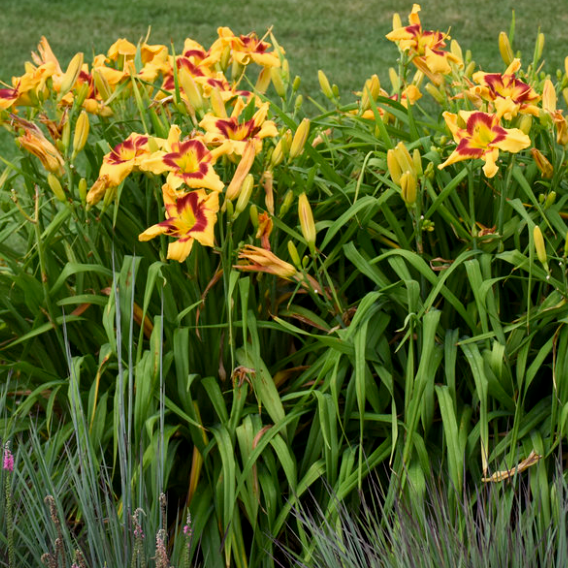 Rainbow Rhythm 'Tiger Swirl' Daylily in use.