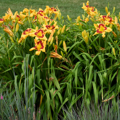 Rainbow Rhythm 'Tiger Swirl' Daylily in use.