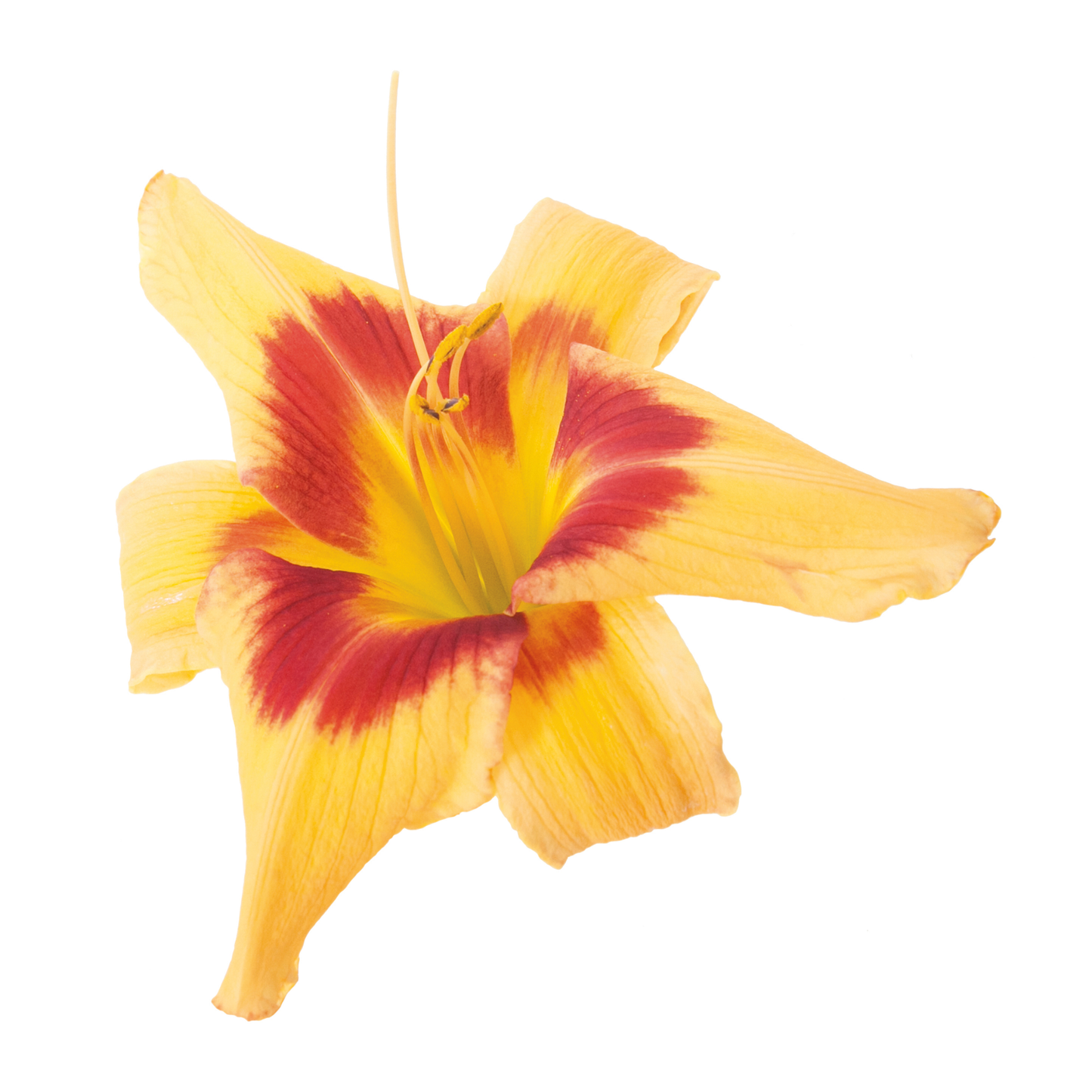 Rainbow Rhythm® 'Tiger Swirl' Daylily (Hemerocallis)