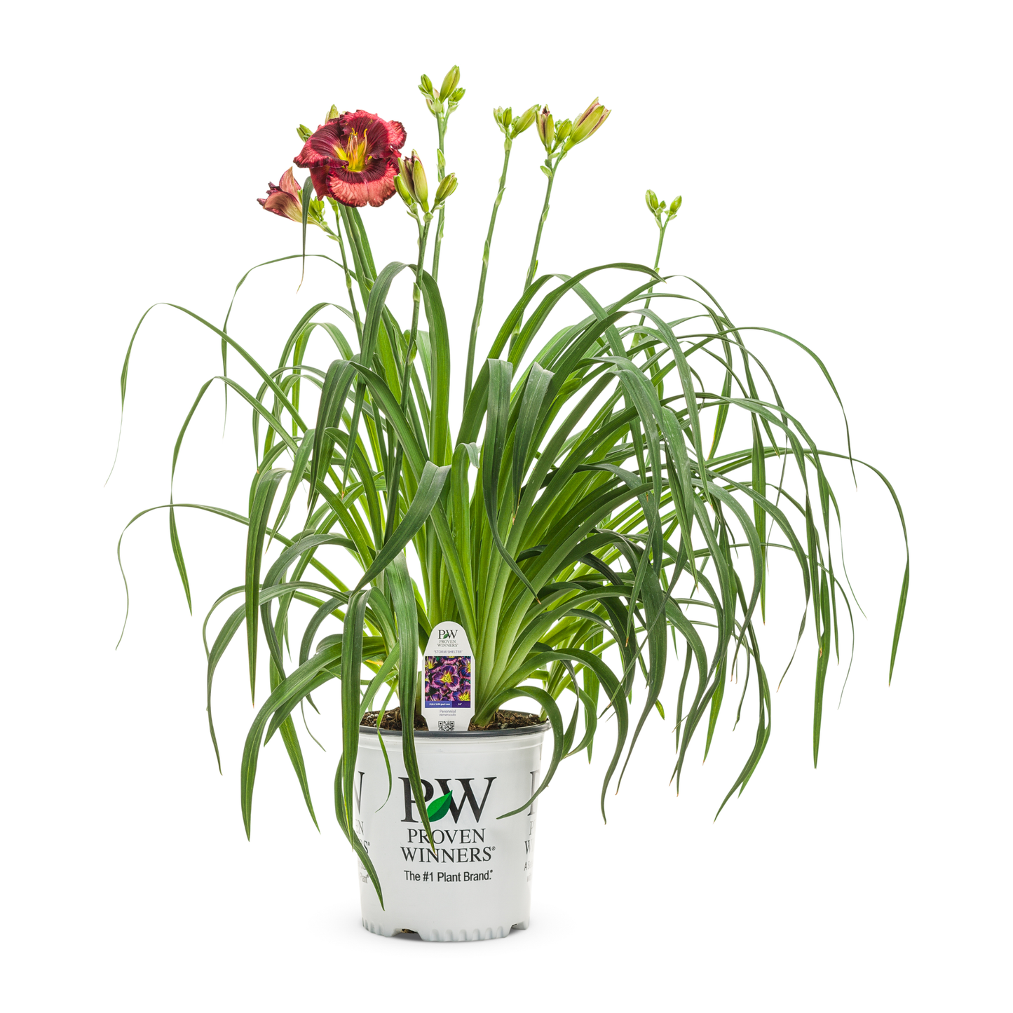 Rainbow Rhythm® 'Storm Shelter' Daylily (Hemerocallis)