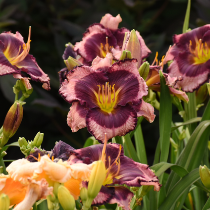 Rainbow Rhythm® 'Storm Shelter' Daylily (Hemerocallis)