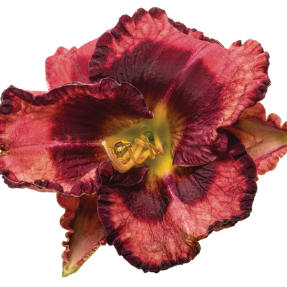 Rainbow Rhythm® 'Storm Shelter' Daylily (Hemerocallis)