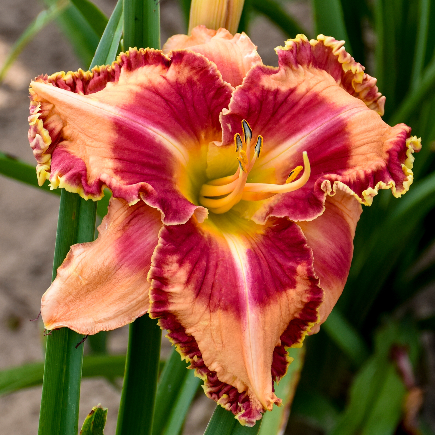 Rainbow Rhythm® 'Lake of Fire' Daylily (Hemerocallis)