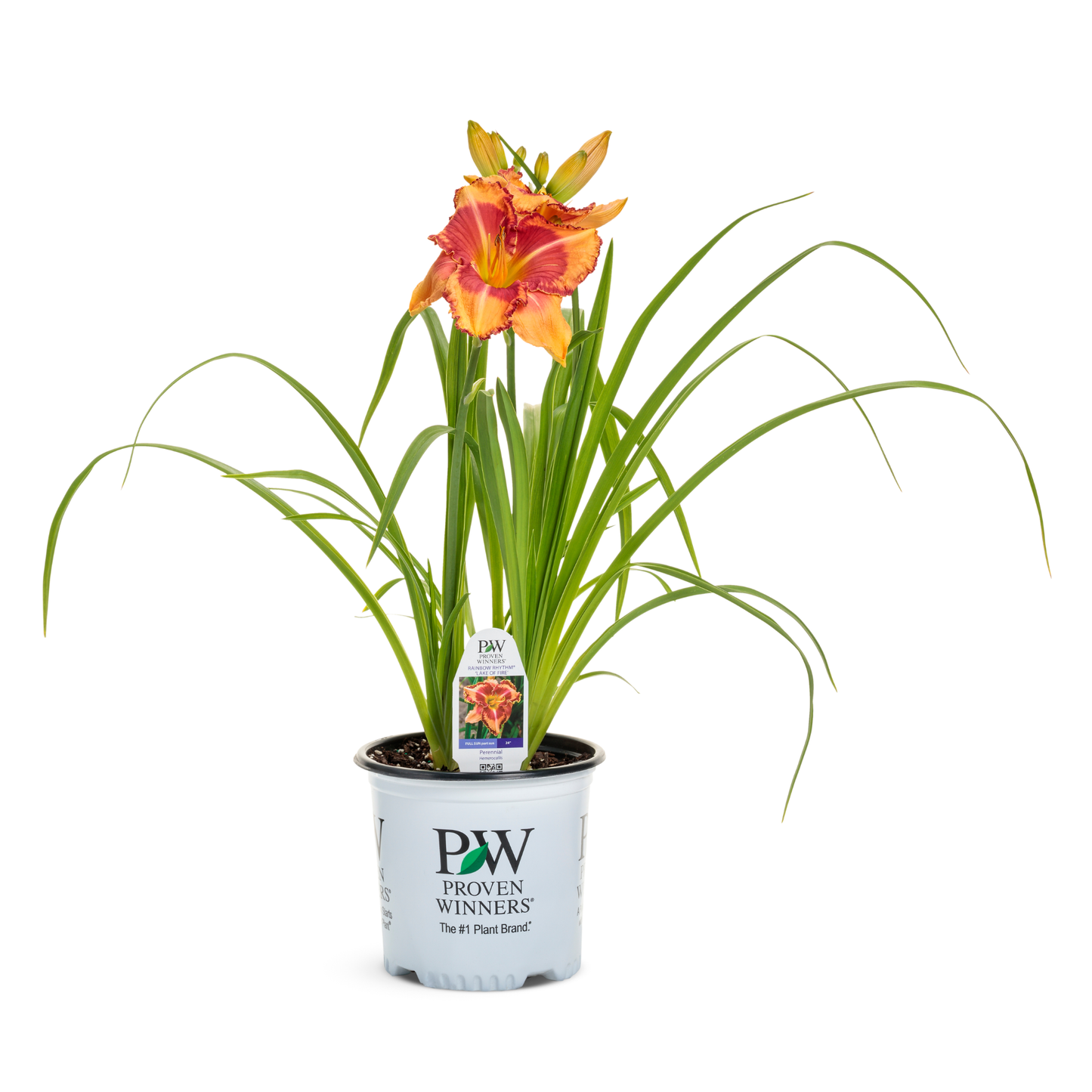 Rainbow Rhythm® 'Lake of Fire' Daylily (Hemerocallis)