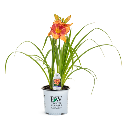 Rainbow Rhythm® 'Lake of Fire' Daylily (Hemerocallis)