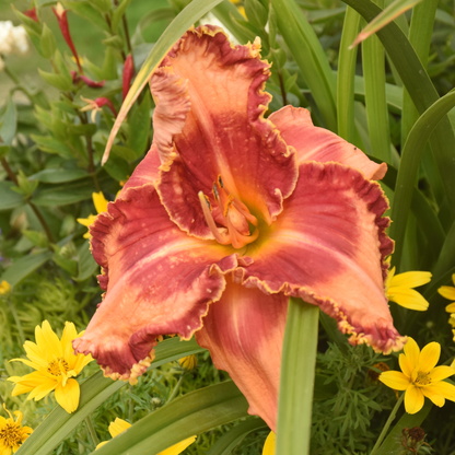 Rainbow Rhythm® 'Lake of Fire' Daylily (Hemerocallis)
