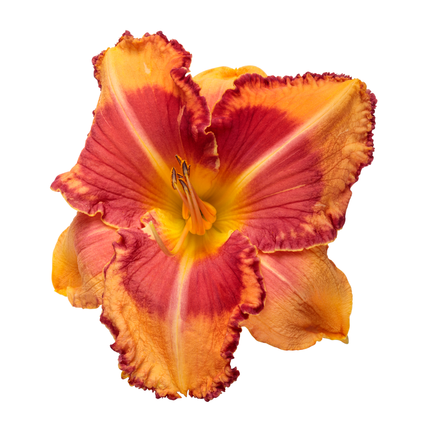 Rainbow Rhythm® 'Lake of Fire' Daylily (Hemerocallis)