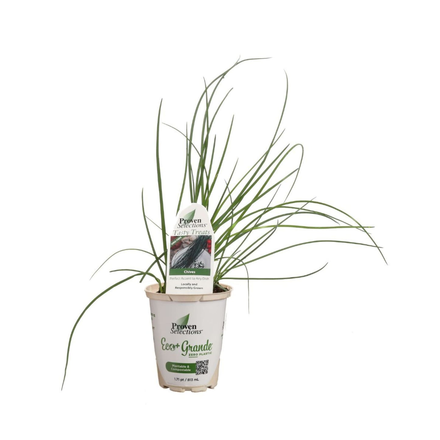 Proven Selections® Medium Chives (Allium schoenoprasum)