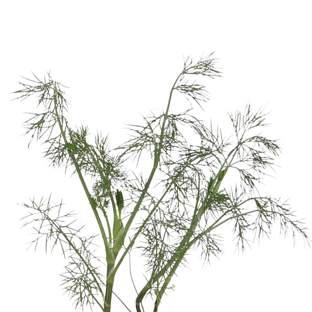 Proven Selections® Hedger Dill (Anethum graveolens)