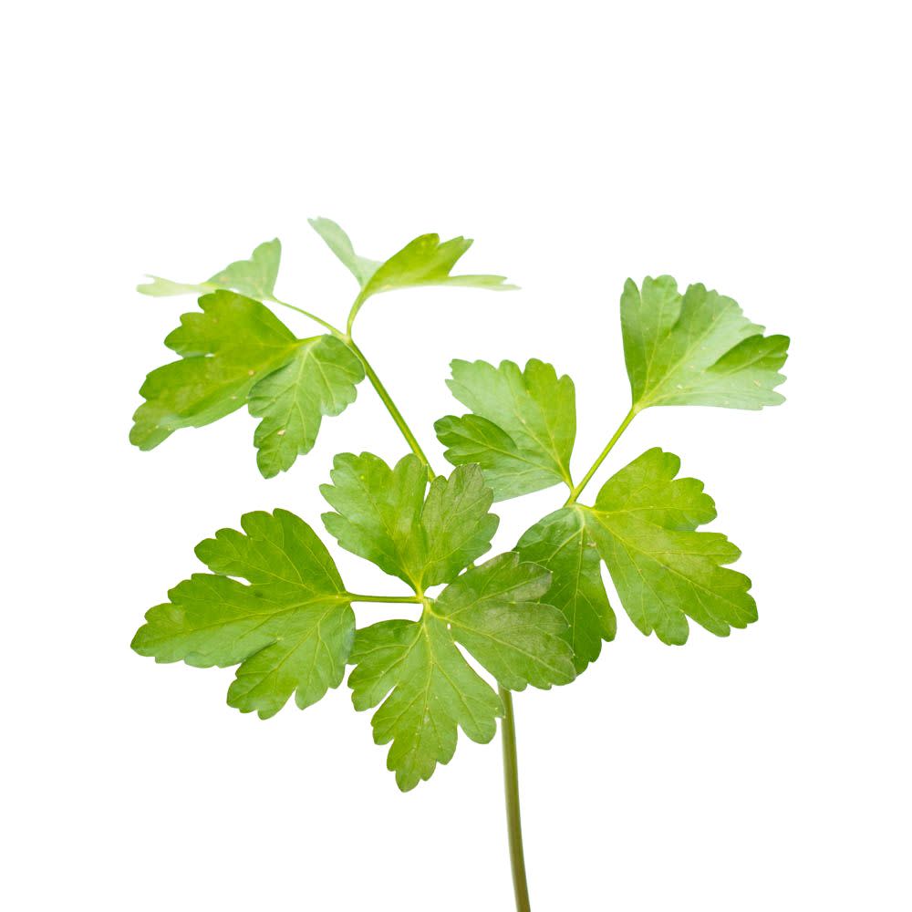 Proven Selections® Flat Leaf Parsley (Petroselinum neapolitanum)