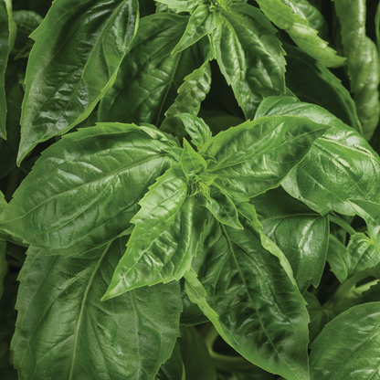 Amazel Basil® Sweet Italian Basil (Ocimum hybrid)