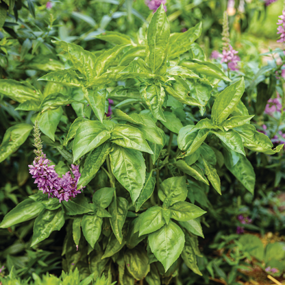 Amazel Basil® Sweet Italian Basil (Ocimum hybrid)