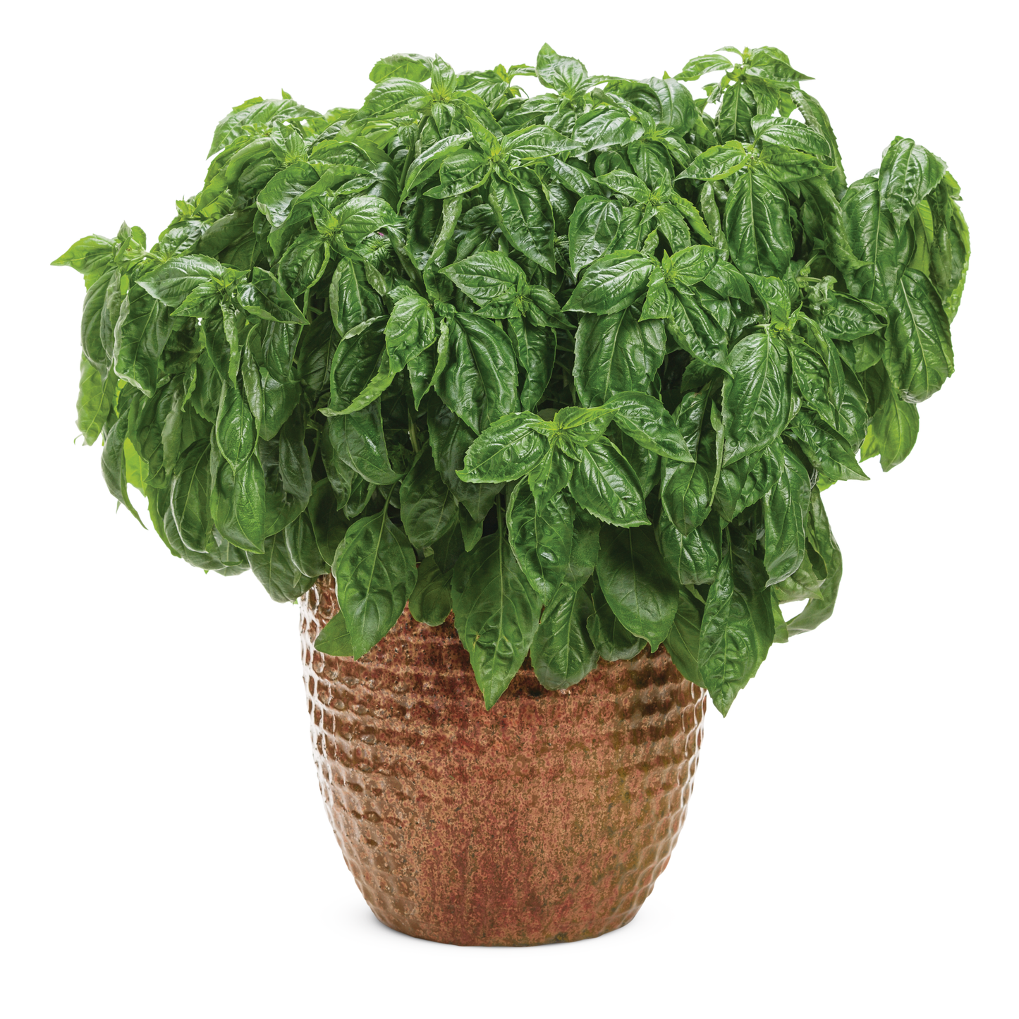 Amazel Basil® Sweet Italian Basil (Ocimum hybrid)