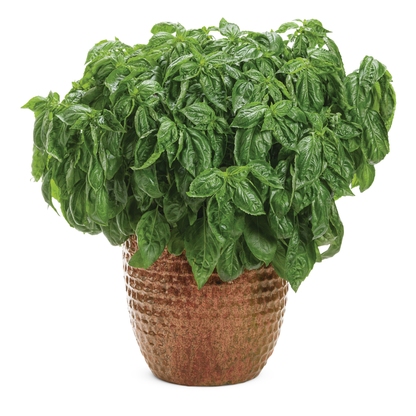 Amazel Basil® Sweet Italian Basil (Ocimum hybrid)
