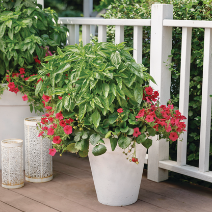 Amazel Basil® Sweet Italian Basil (Ocimum hybrid)