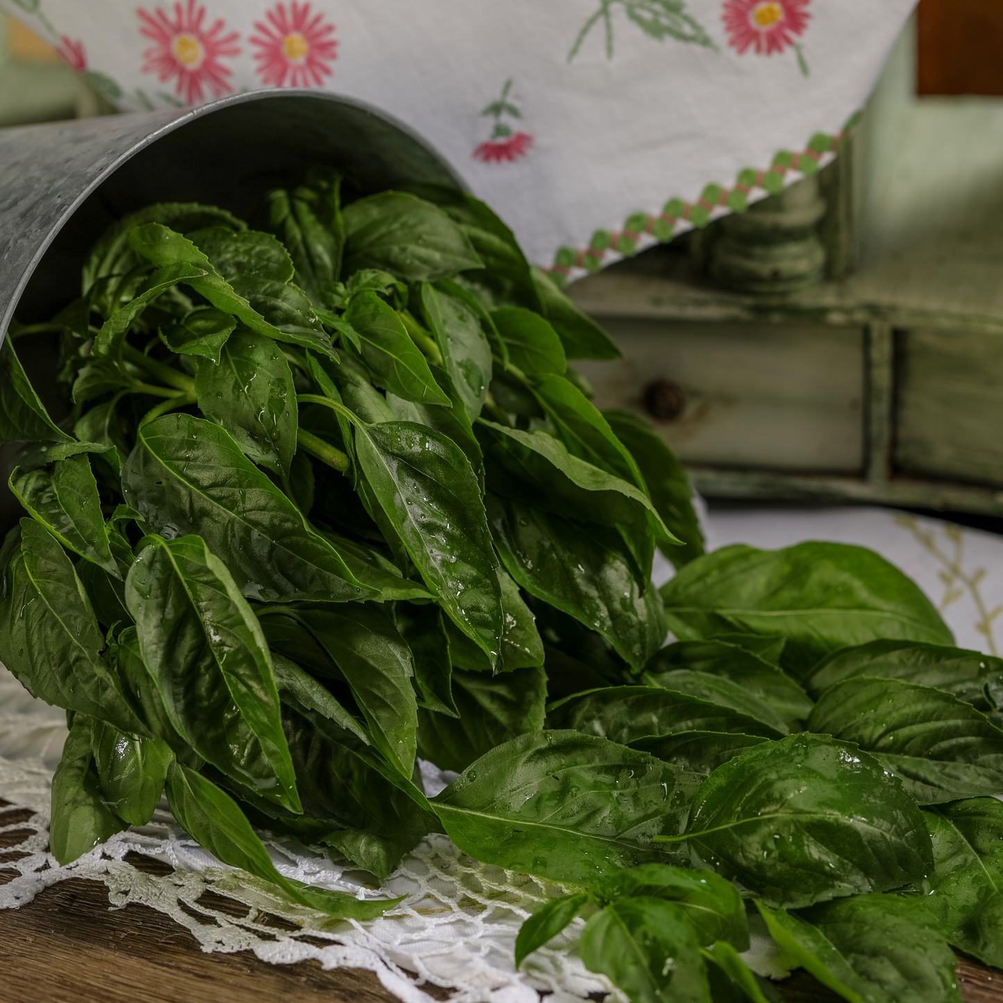 Amazel Basil® Sweet Italian Basil (Ocimum hybrid)
