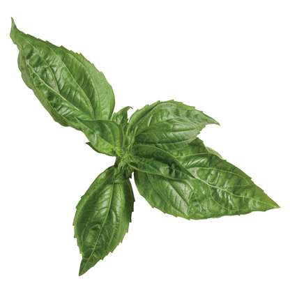 Amazel Basil® Sweet Italian Basil (Ocimum hybrid)