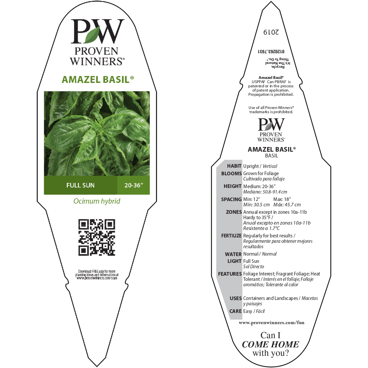 Amazel Basil® Sweet Italian Basil (Ocimum hybrid)