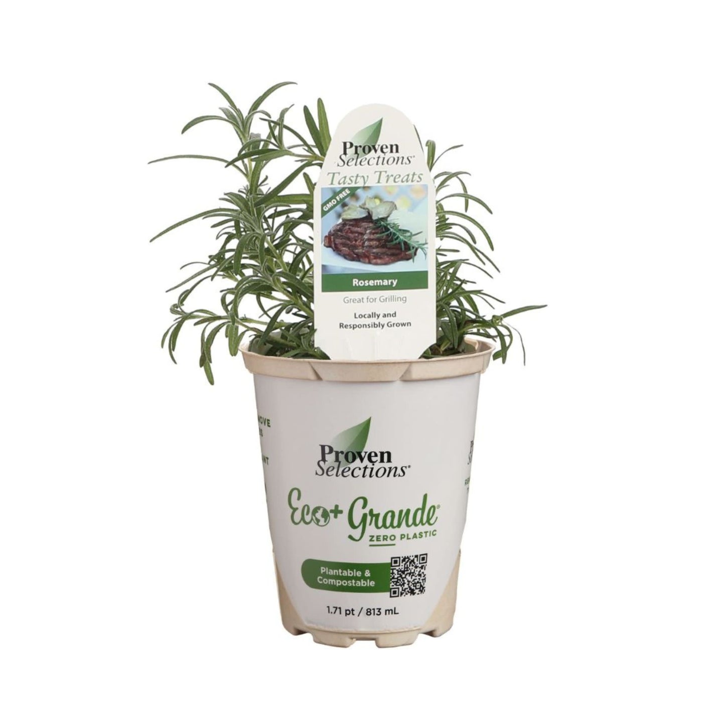 Proven Selections® Prime Rosemary (Salvia rosmarinus)