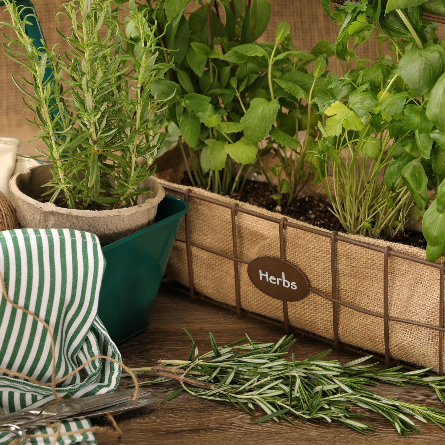 Proven Selections Prime Rosemary Rosemary in use.