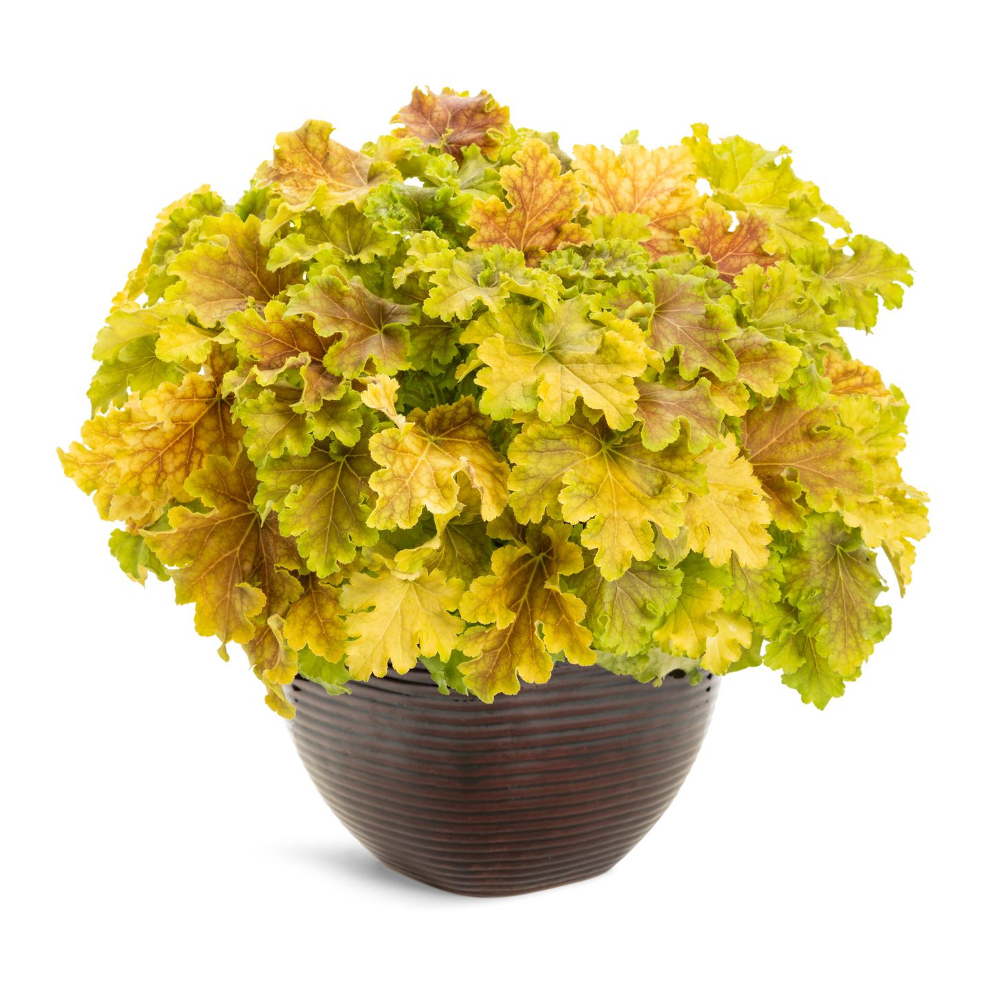 Dolce® 'Apple Twist' Coral Bells (Heuchera)