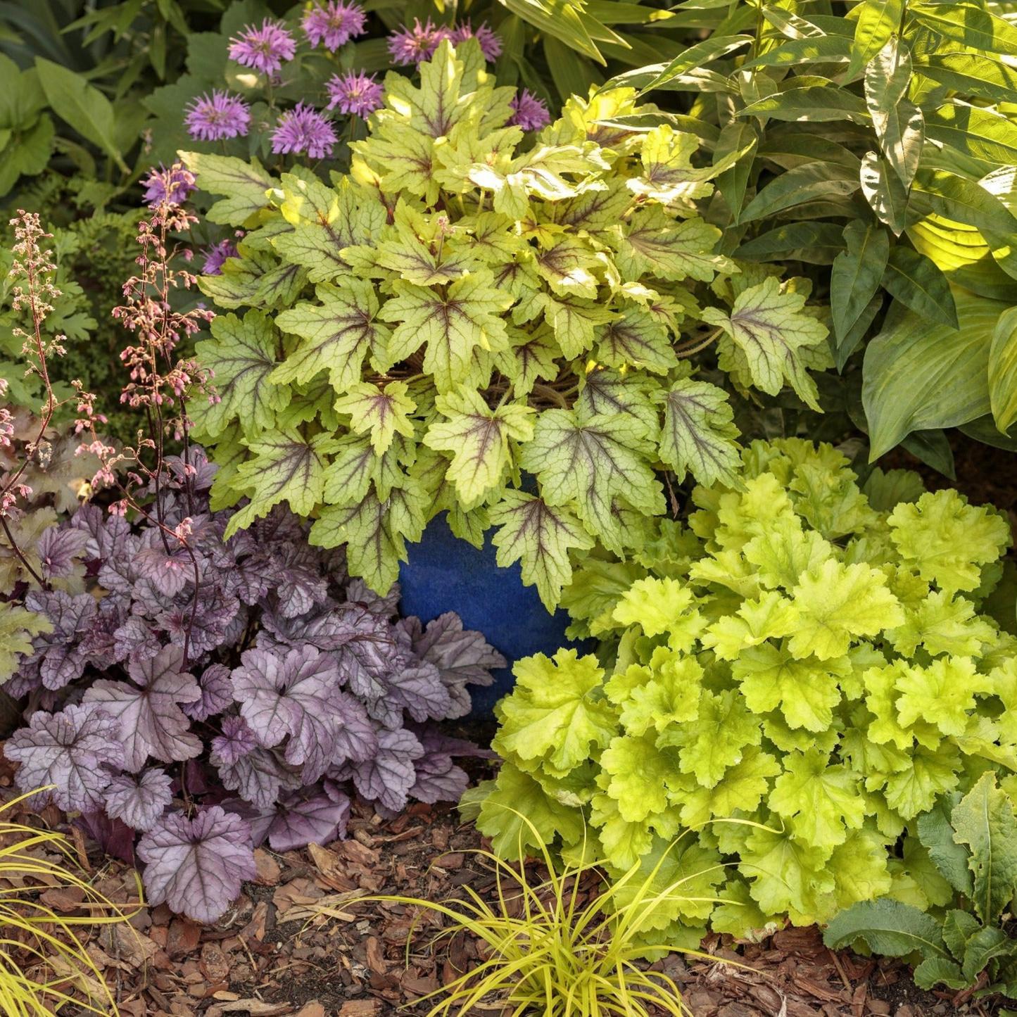 Dolce® 'Apple Twist' Coral Bells (Heuchera)