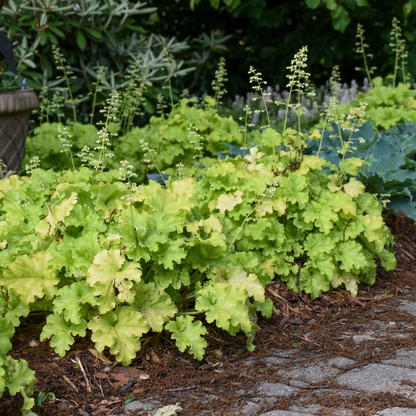 Dolce® 'Apple Twist' Coral Bells (Heuchera)
