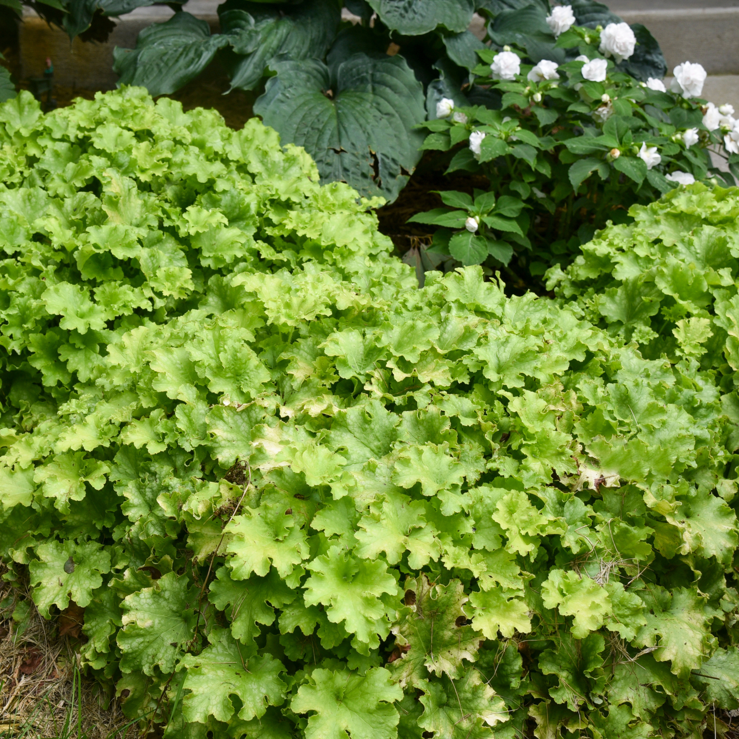 Dolce® 'Apple Twist' Coral Bells (Heuchera)