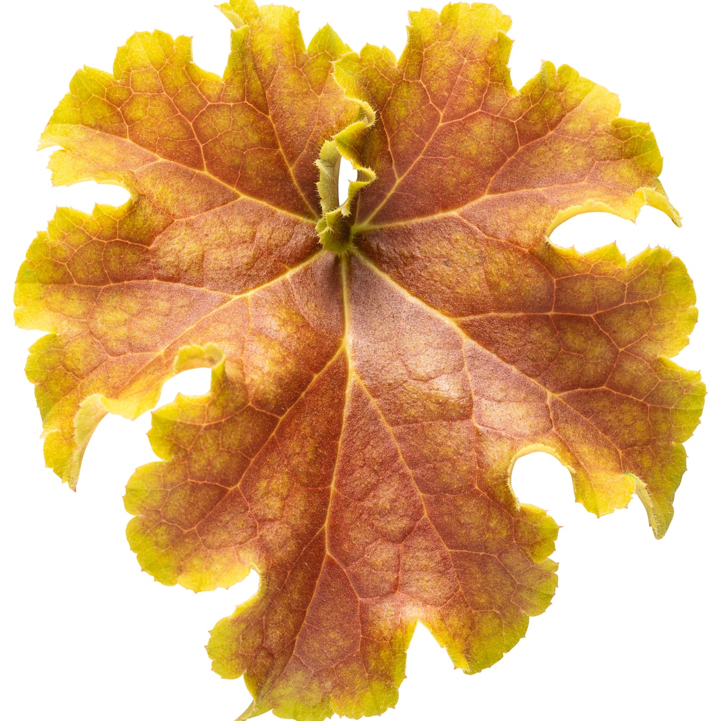 Dolce® 'Apple Twist' Coral Bells (Heuchera)