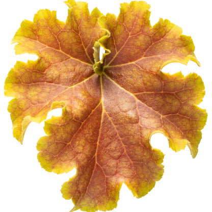 Dolce® 'Apple Twist' Coral Bells (Heuchera)