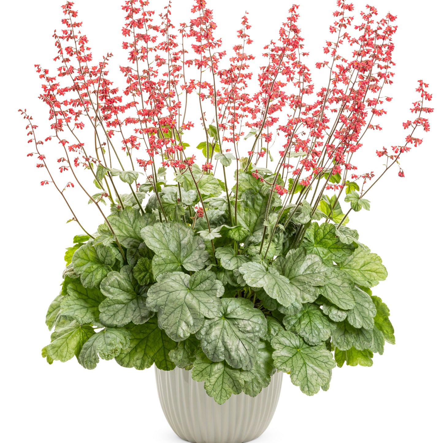 Dolce® 'Spearmint' Coral Bells (Heuchera)