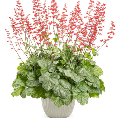 Dolce® 'Spearmint' Coral Bells (Heuchera)