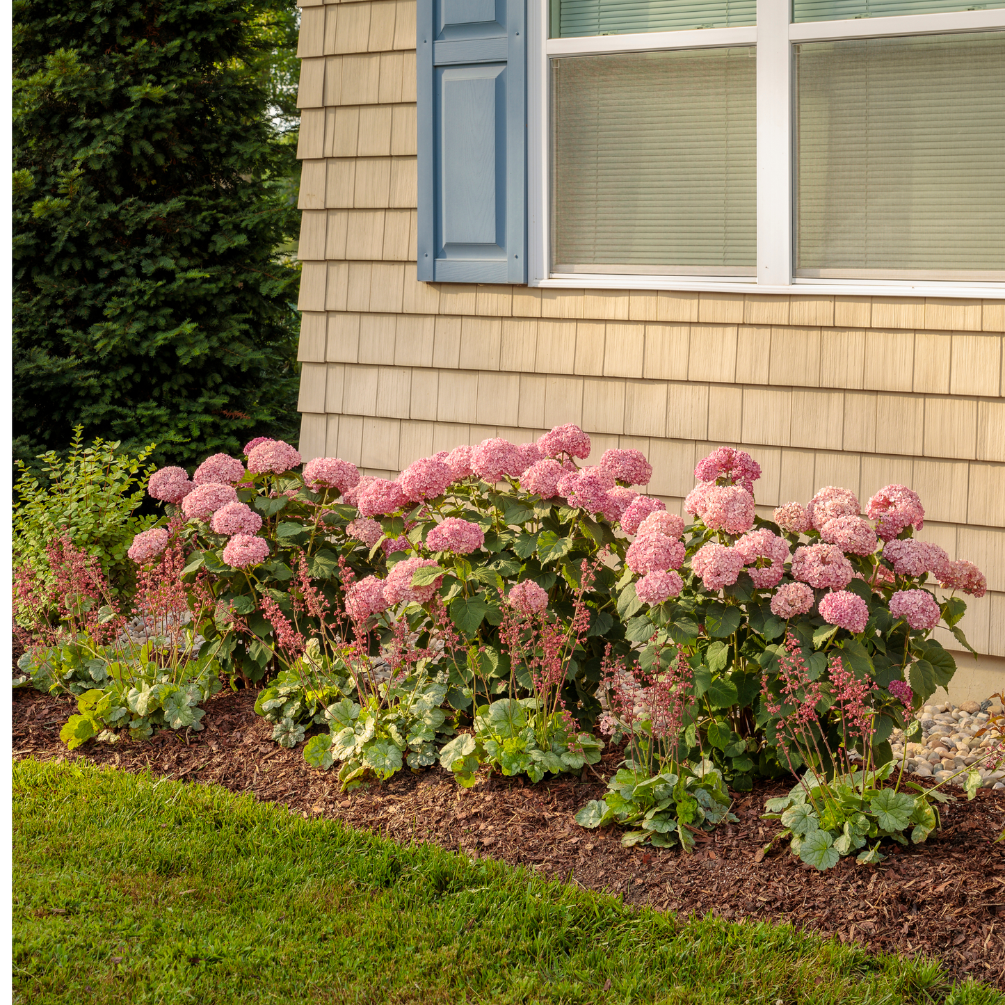 Dolce® 'Spearmint' Coral Bells (Heuchera)
