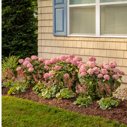 Dolce® 'Spearmint' Coral Bells (Heuchera)